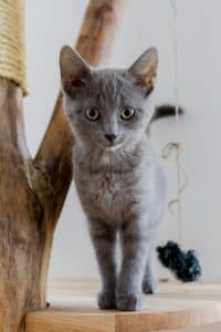 Ester, grå kattunge