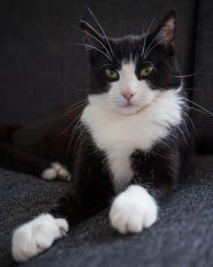 Nelson, svart och vit katt med gula ögon